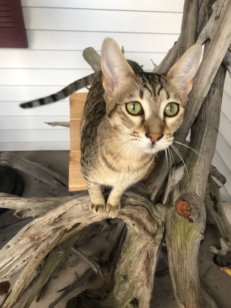A1Savannahs SBT Maggi loves her climbing tree