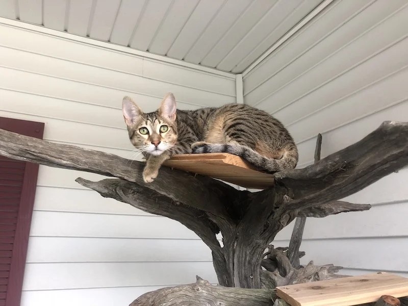 nothing like a pose on the tree for SBT Maggi