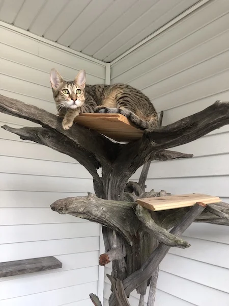 another shot of SBT Maggi on the tree