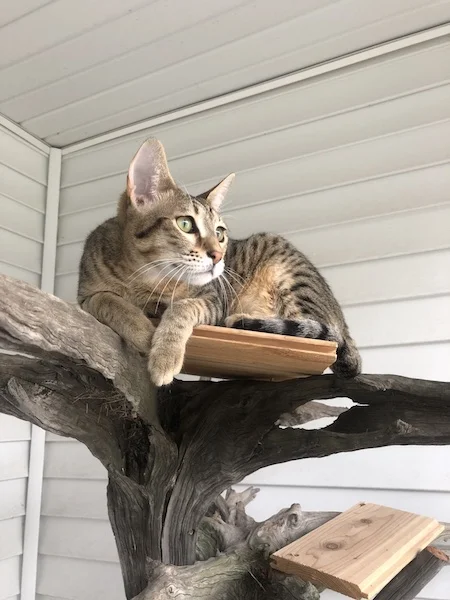 This is SBT Maggi's favorite perch