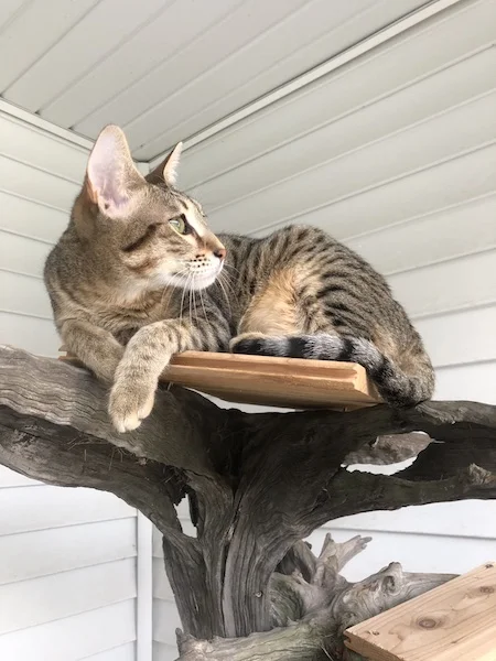 A1Savannahs SBT Maggi taking a rest from playing on her perch