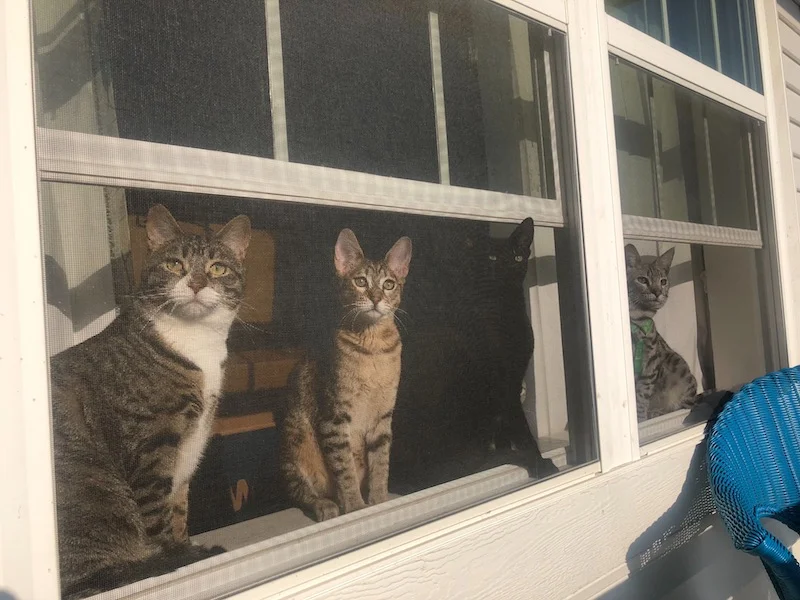 SBT Maggi sitting on the window sill with her family looking outside