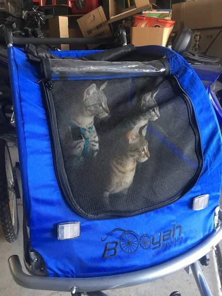 SBT Maggi going for a ride in a stroller with her new family