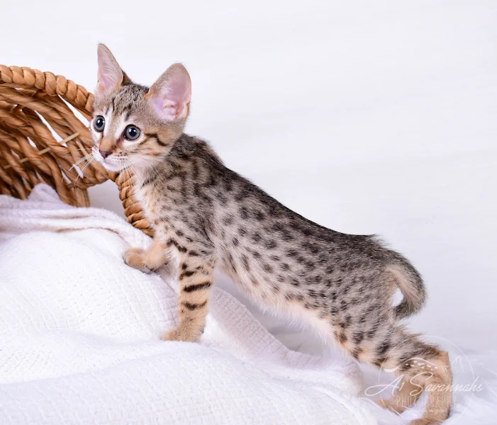 A1Savannahs Carissa F6 SBT Savannah Female