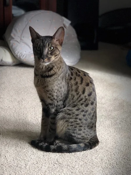 SBT Grant loves mom's bed