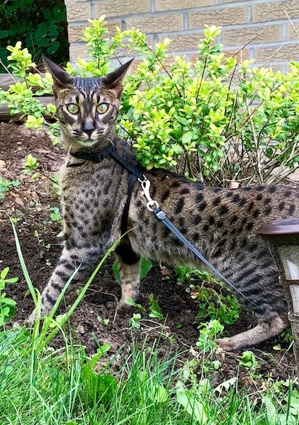 A1Savannahs SBT Grant taking a walk outside