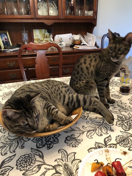 A1Savannahs SBT Grant and Rowen visiting each other