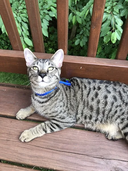 nothing like relaxing outside for A1Savannahs SBT Rowen