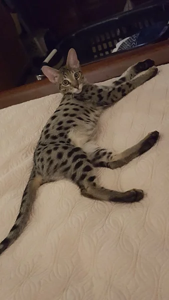 f3 Ivan is resting on mom's bed