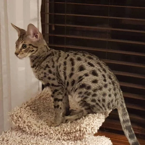 A1Savannahs F3 Ivan loves his perch
