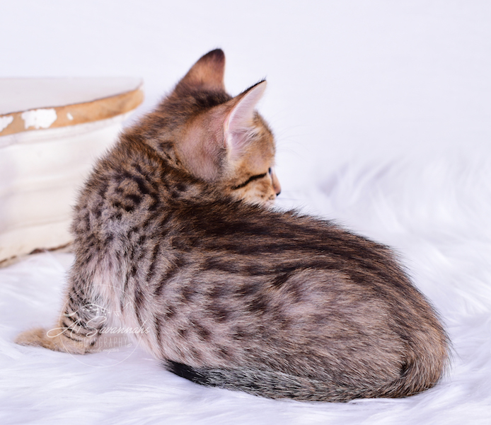A1Savannahs Ronan is an SBT Savannah Male kitten