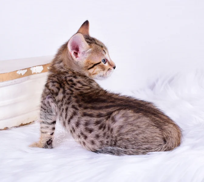 A1Savannahs Ronan is a F6 SBT Savannah Male Kitten