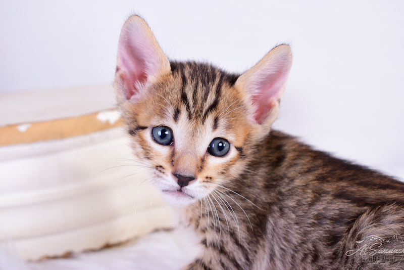 A1Savannahs Ronan is a beautiful golden savannah cat