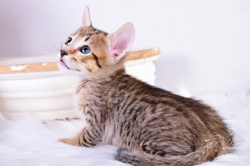 A1Savannahs Ronan is an SBT Savannah Male Kitten