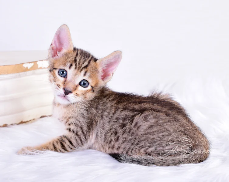 A1Savannahs Ronan is an F6 SBT Savannah male kitten.