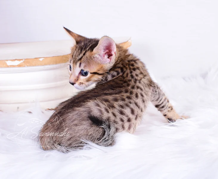 A1Savannahs Ronan showing off his beautiful spots