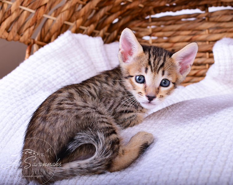 Ronan is an SBT F6 Savannah Male Kitten