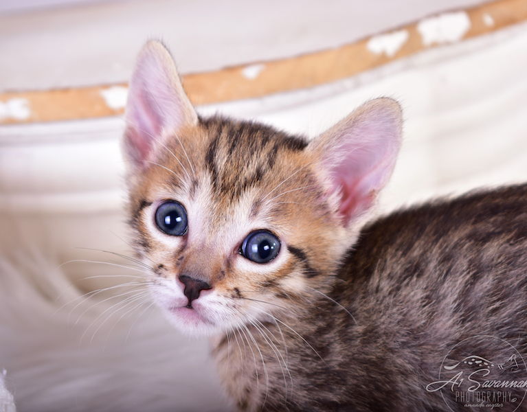 Rayne is a SBT Savannah Kitten