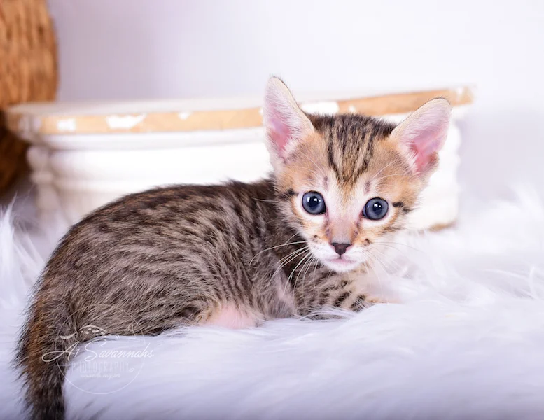 A1Savannahs Rayne is an F6 SBT Savannah Kitten from The Origninal Founder of the Savannah Cat Breed