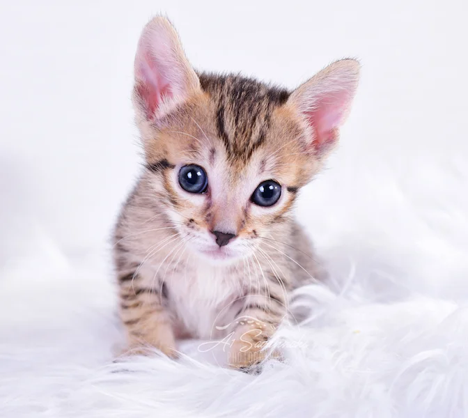 SBT Savannah Kitten Rayne is from A1Savannahs