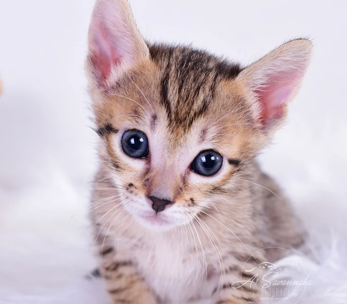 A1Savannahs Rayne is an adorable SBT Savannah Kitten
