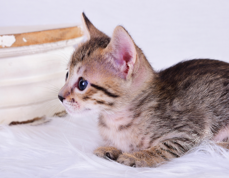 Savannah Kitten Rayne has great exotic facial markings