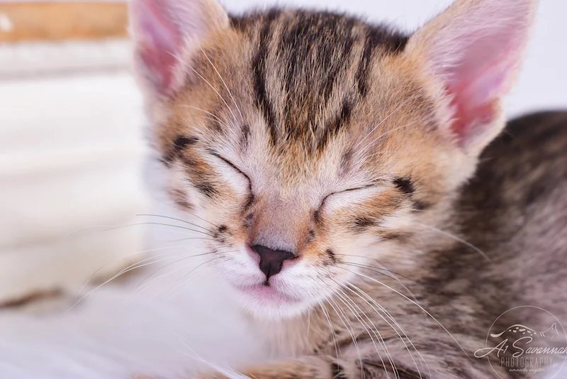 A1Savannahs Rayne is a sleepy little kitty