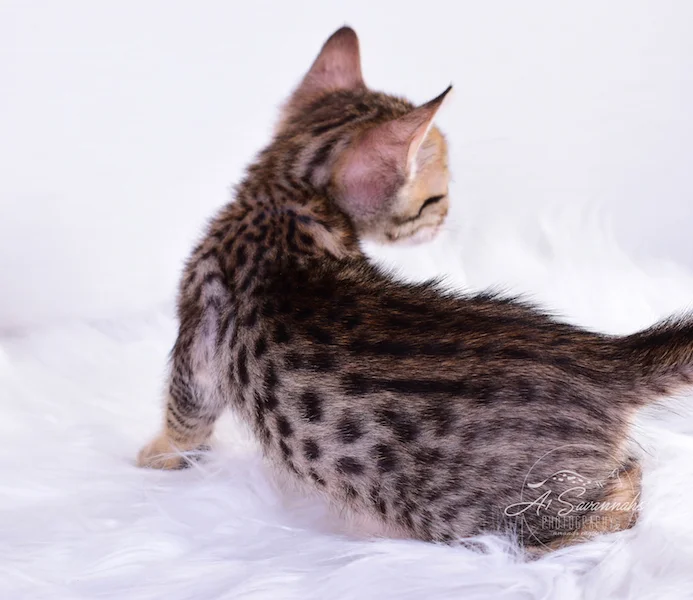 A1Savannahs Roni is a Savannah Kitten showing off her beautiful spots