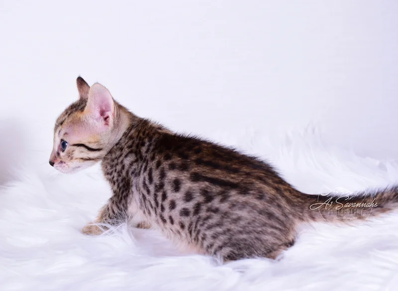 Roni is a beautiful F6 SBT Savannah Kitten From A1Savannahs