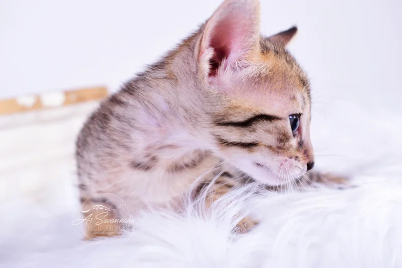 Unique and Exotic is A1Savannahs SBT Savannah Kitten Roni