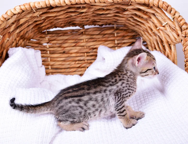 Playing in her basket is A1Savannahs Roni