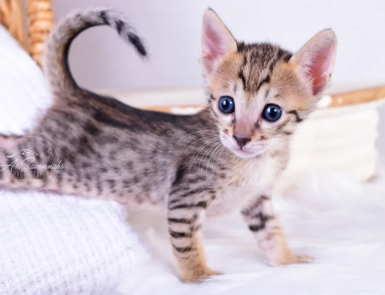 From The Origninal Founder of the Savannah Cat Breed is SBT Kitten Roni
