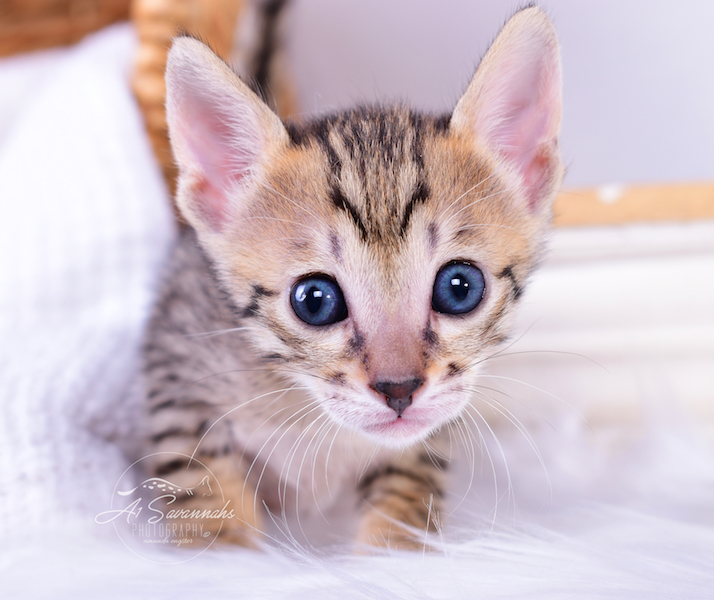 Looking intently into the camera is SBT Savannah Kitten Roni