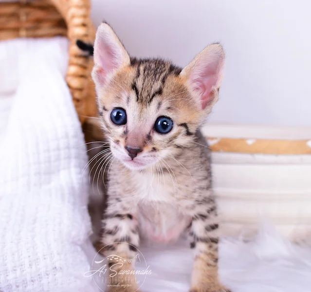 Roni is a F6 SBT Savannah Kitten