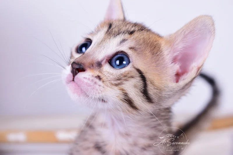Savannah Kitten Roni is letting you see her exotic facial markings.