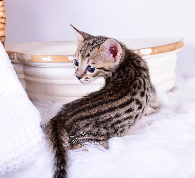 Dark and dramatic spots on A1Savannahs Roxi