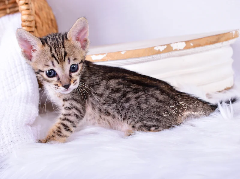Showing you her long body is A1Savannahs SBT Savannah Kitten Roxi