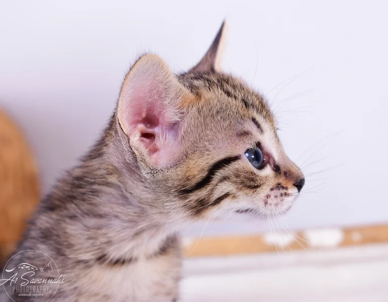 Displaying her beautiful facial markings is Savannah Kitten Roxi from The Origninal Founder of the Savannah Cat Breed 