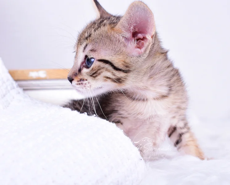 Savannah Kitten Roxi has a beautiful profile