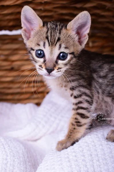 A1Savannahs Roxi is an SBT Savannah Kitten