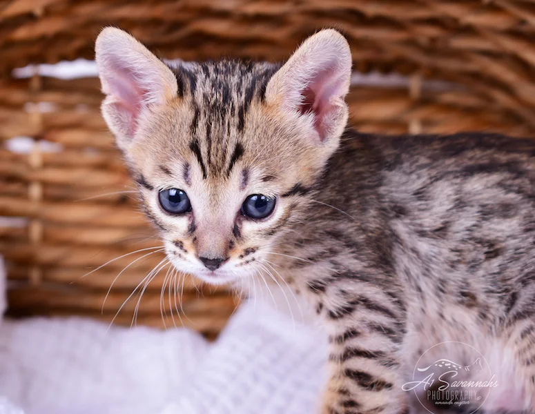 A1Savannahs Roxi is an SBT Savannah Kitten