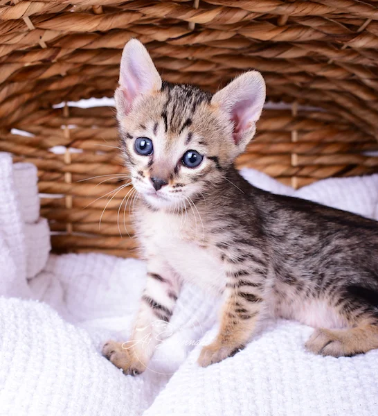 Savannah Kitten Roxi has a great body structure