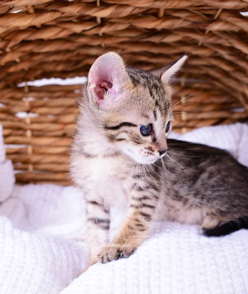 Playing in the basket is A1Savannahs F6 Kitten Roxi