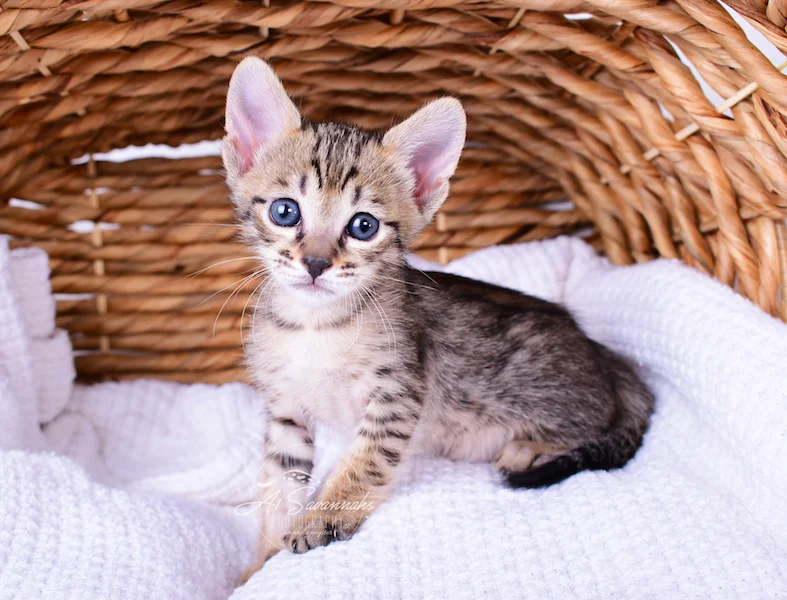 A1Savannahs Roxi is a big eared girl