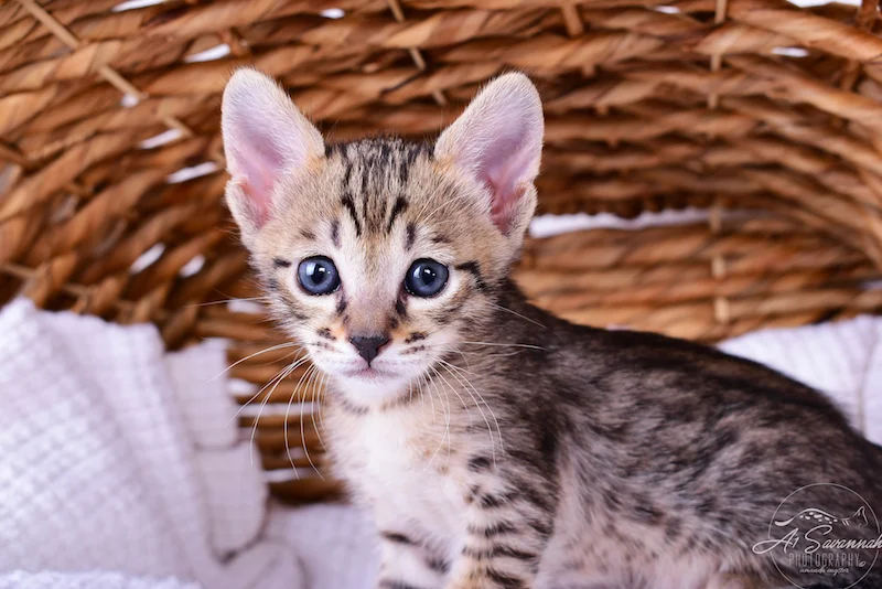 This Savannah Kitten has ears for days