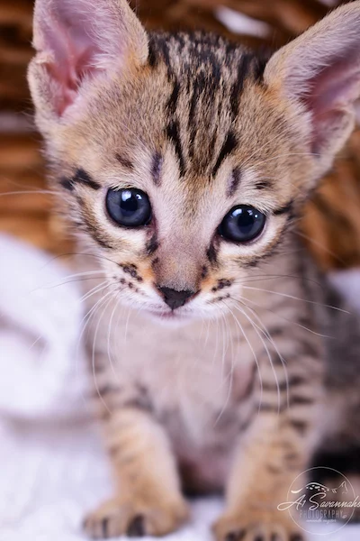 Copy of A1Savannahs Roxi is a beautiful Savannah Kitten