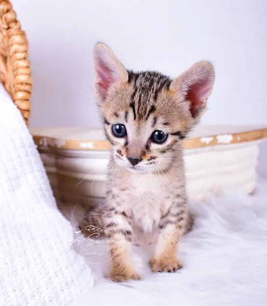 Standing tall is A1Savannahs Roxi, a F6 SBT Savanna Kitten
