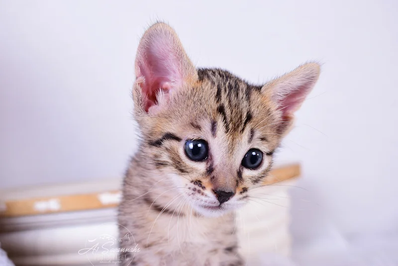 With that dark nose and her big ears Roxi is a true Savannah Cat