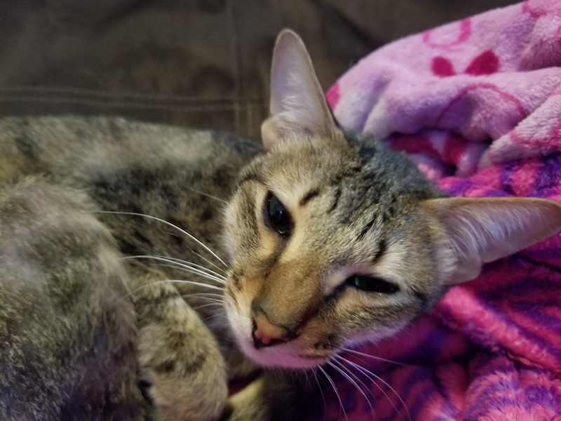 F6 savannah Erin curled up on her blanket