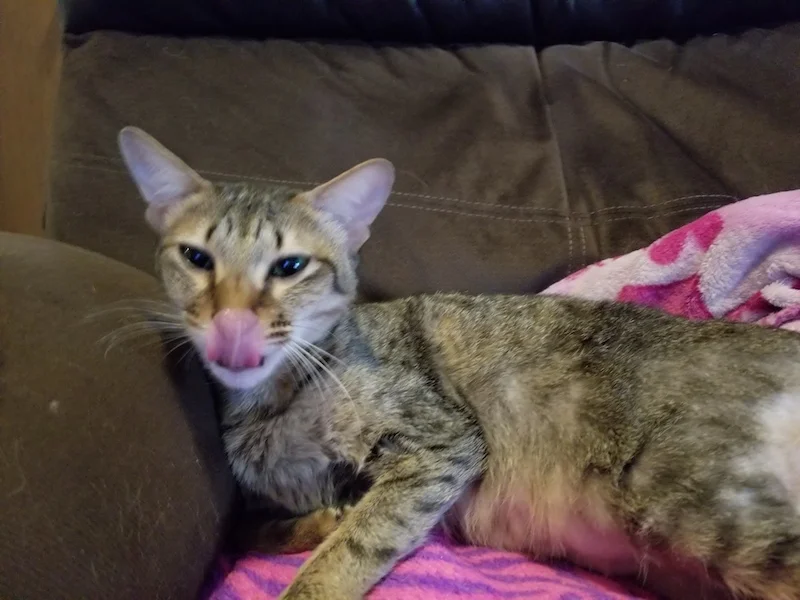 A1Savannahs F6 Erin licking her nose